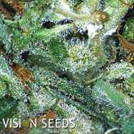 Vision Seeds Big Bud